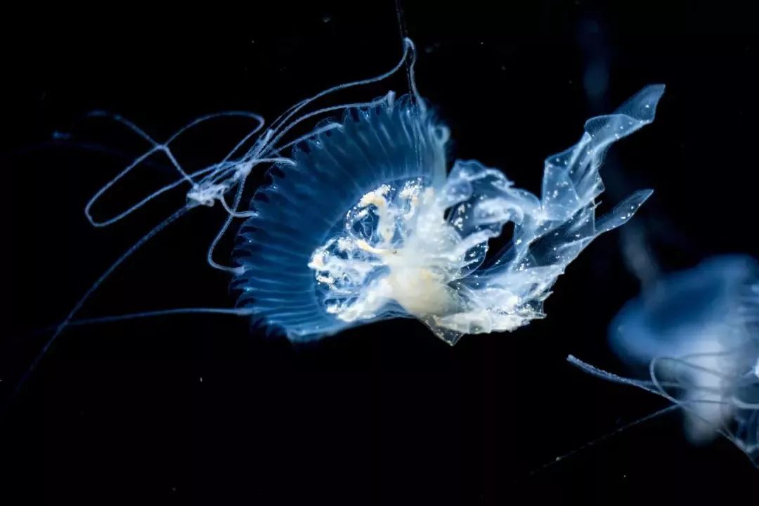 小编觉得马来沙水母是最美的一款水母,你看它像不像早晨还沾着露水的