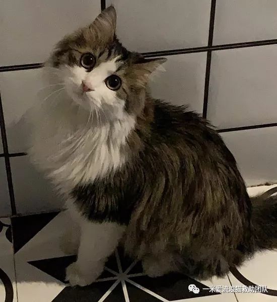 狸花噬元兽上线它是中国的纯种猫它的名字是dragonli三花猫征集中