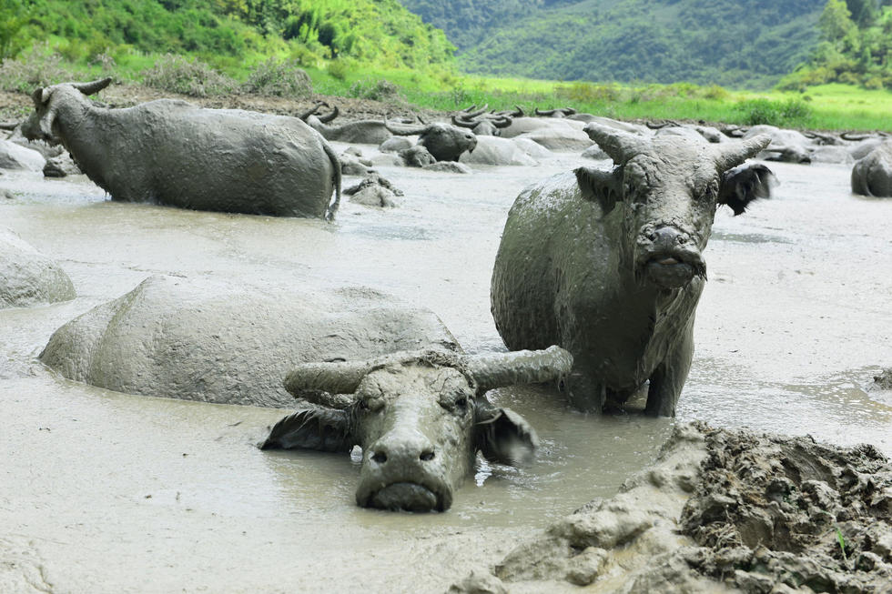 河里上百水牛集体避暑洗黄泥浴
