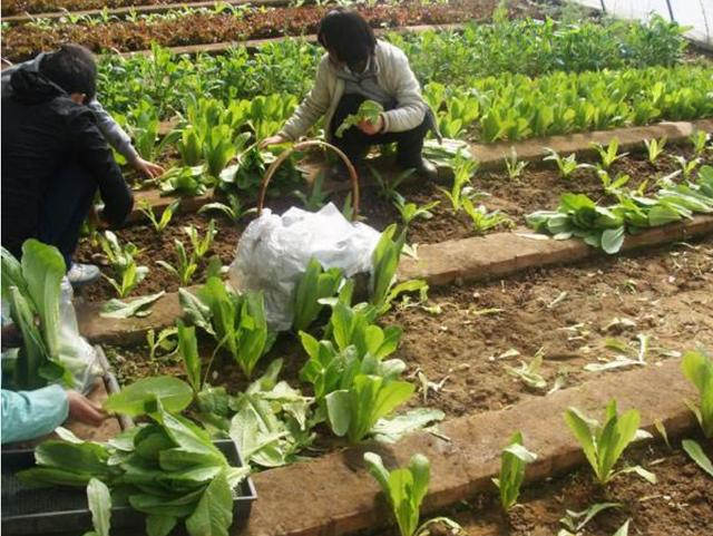 油麦菜种植全过程图片