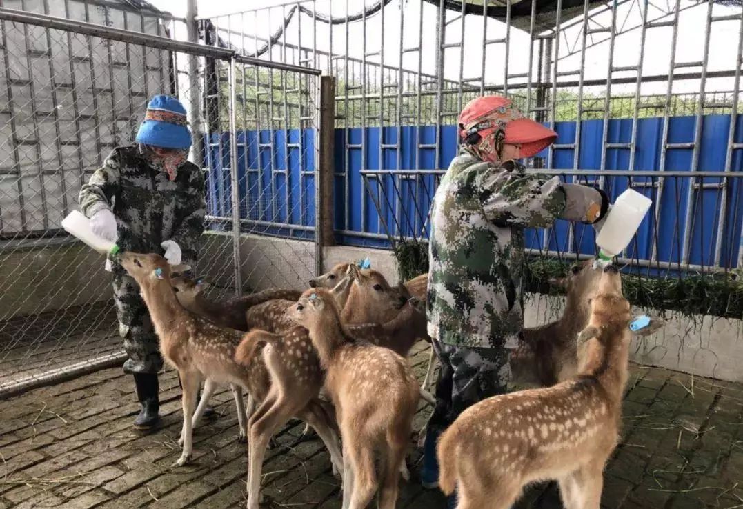 第三批人工驯养小麋鹿成功渡过初乳期