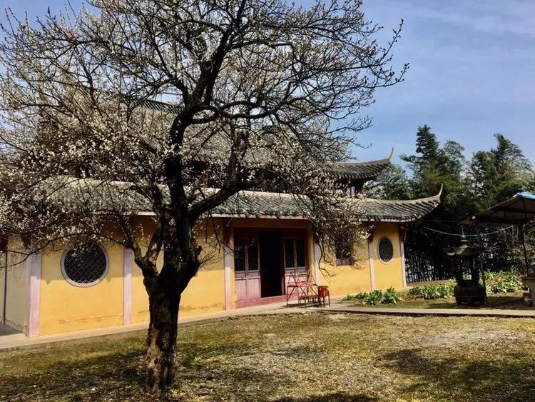 清隐寺之孤傲老梅▏作者韩国强