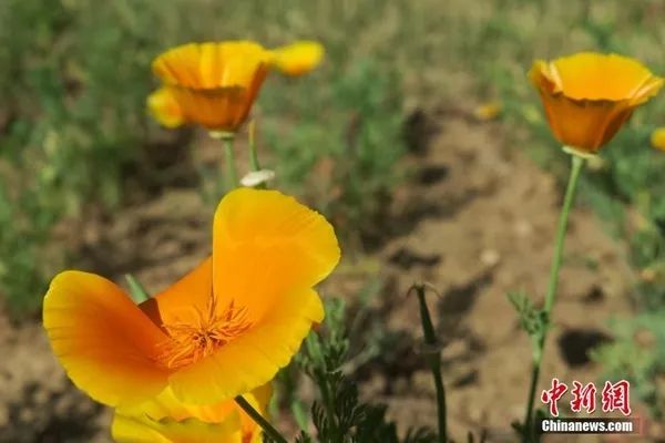 圖為與毒品植物生物特徵相近開花前形似罌粟的觀賞類花卉花菱草(罌粟