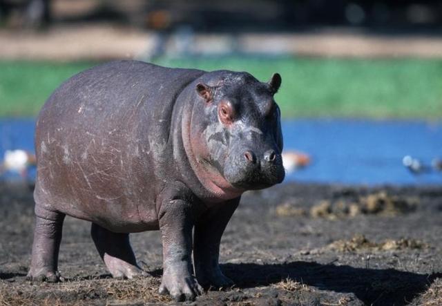 母河马耐心保护宝宝从犀牛捕猎失败