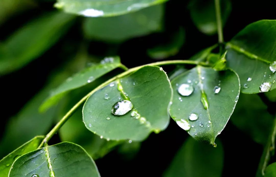 雨中的校園原來這麼美20張高清雨景圖哪個最浪漫