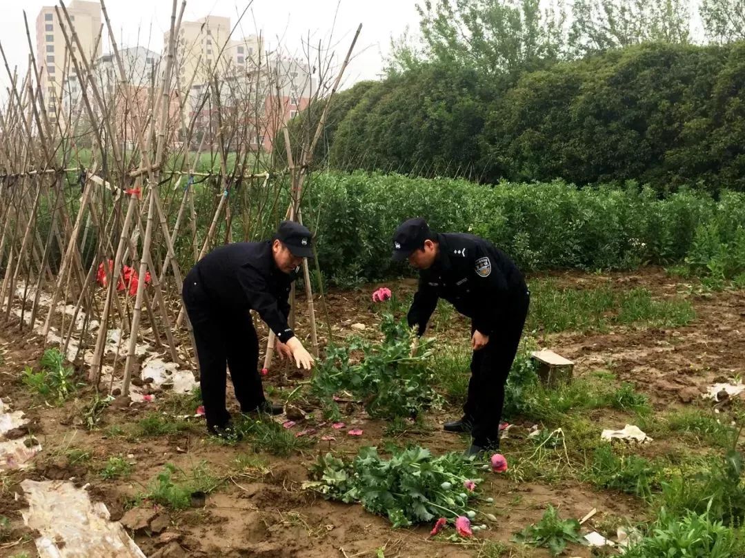 启东又见罂粟花,全力禁种铲除 让"罪恶之花"永不绽放!