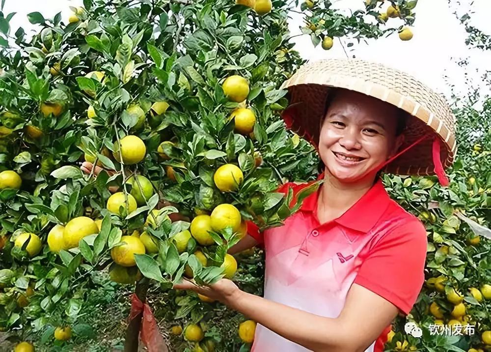 擁有千萬粉絲的網紅9妹邀你去廣西靈山品荔枝