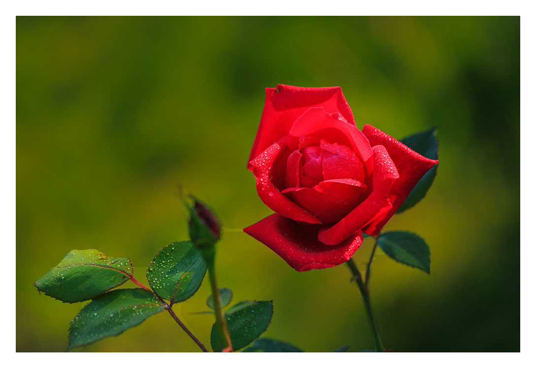 图虫静物摄影:2019月季花3!