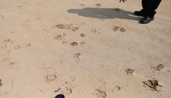 这些粪便多毛且外披白粉,结合之前所发现的脚印特点(脚印跟狗相似但 