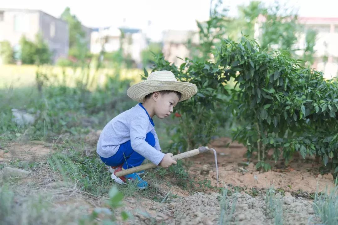 龍蝦,夜遊田埂,集市賣菜,挖無煙土灶野炊,拍攝微觀世界mv,觀萬鳥歸巢