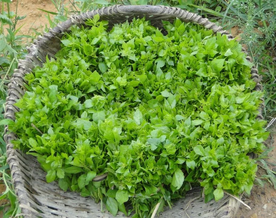 重磅喜讯恩平簕菜及干制品喜获准生证走出恩平走向世界