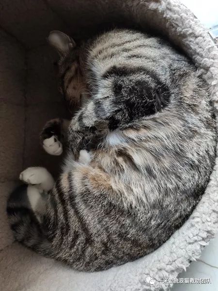 狸花噬元兽上线它是中国的纯种猫它的名字是dragonli三花猫征集中