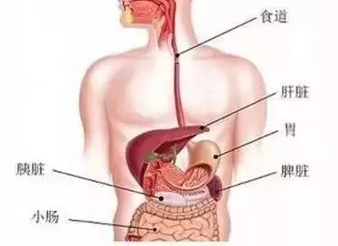 脾脏位置图图片