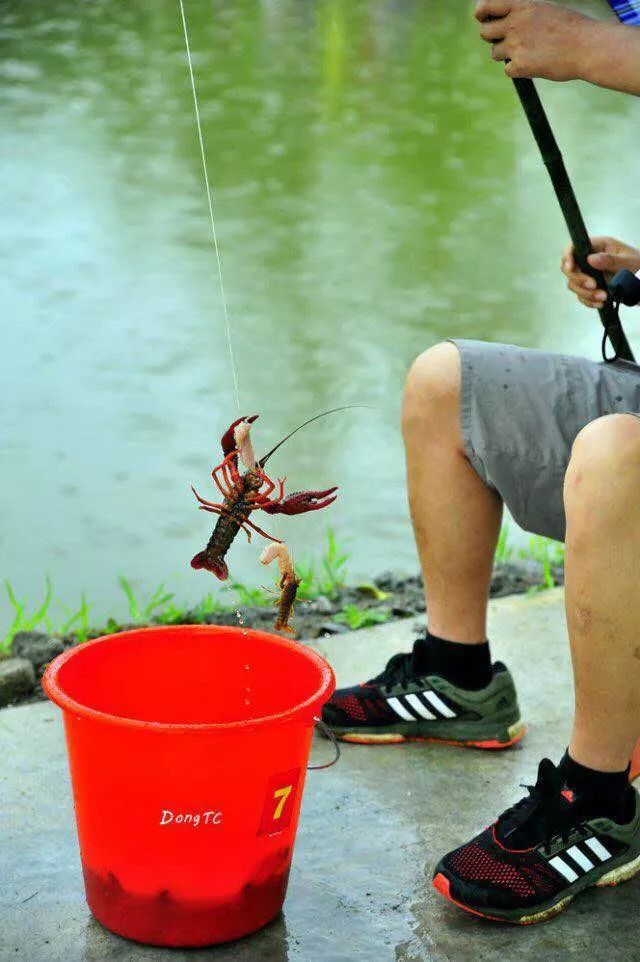 庐江这个地方举办的龙虾垂钓大赛,龙虾免费带走还有奖品!