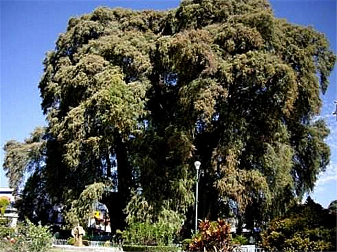 全球最茂盛的古树,生存2000年仍枝叶繁茂,周长58米重达600吨!