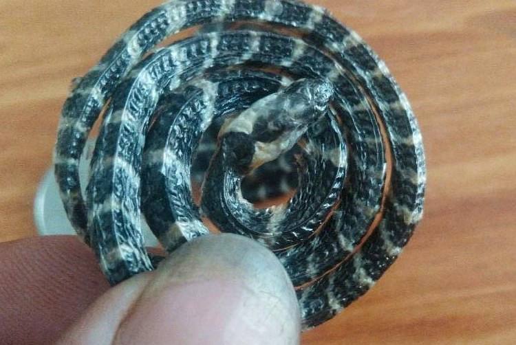 原创农村老人说野外的银环蛇母蛇比公蛇贵好多倍公蛇不值钱吗