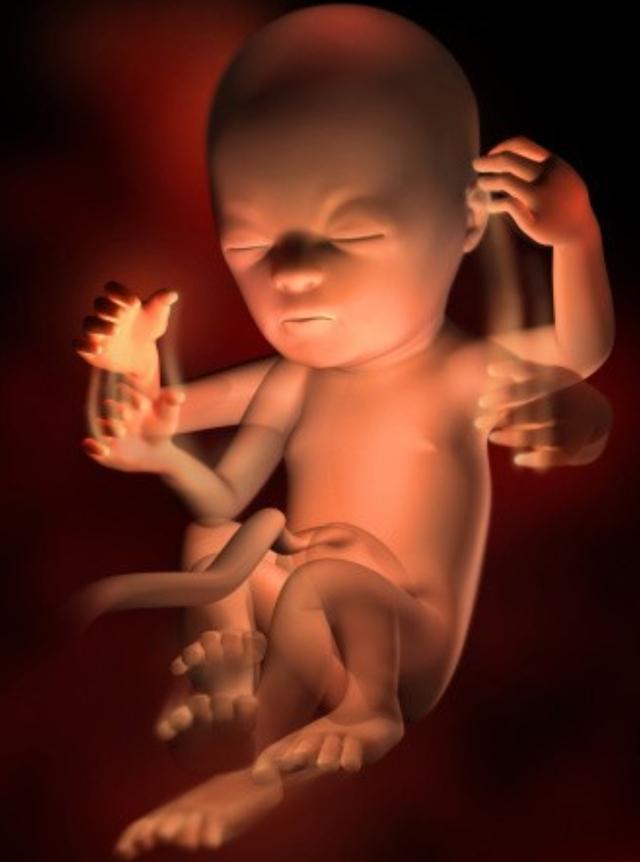 怀孕20周,胎儿体重约320g,身长约25cm,顶臀长16cm,全身覆盖毳毛,胎儿