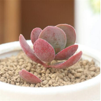 防辐射利器,醉夕阳好看又实用的美丽多肉,电脑面前怎能少了它