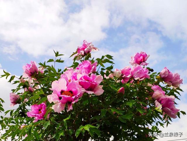 蓝天白云下的紫斑牡丹格外耀眼光彩夺目