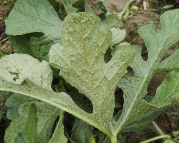 瓜蚜,又叫棉蚜,俗称腻虫,油汗,属同翅目,蚜科.