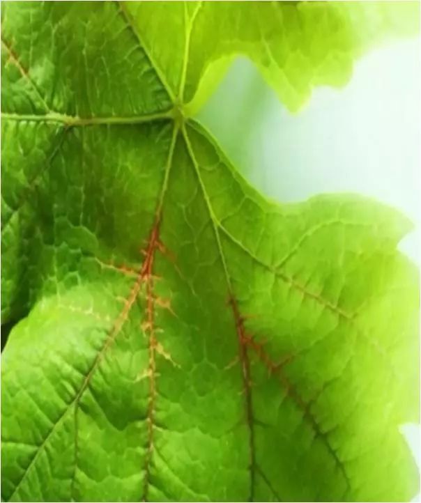 葡萄缺钙的六大典型症状