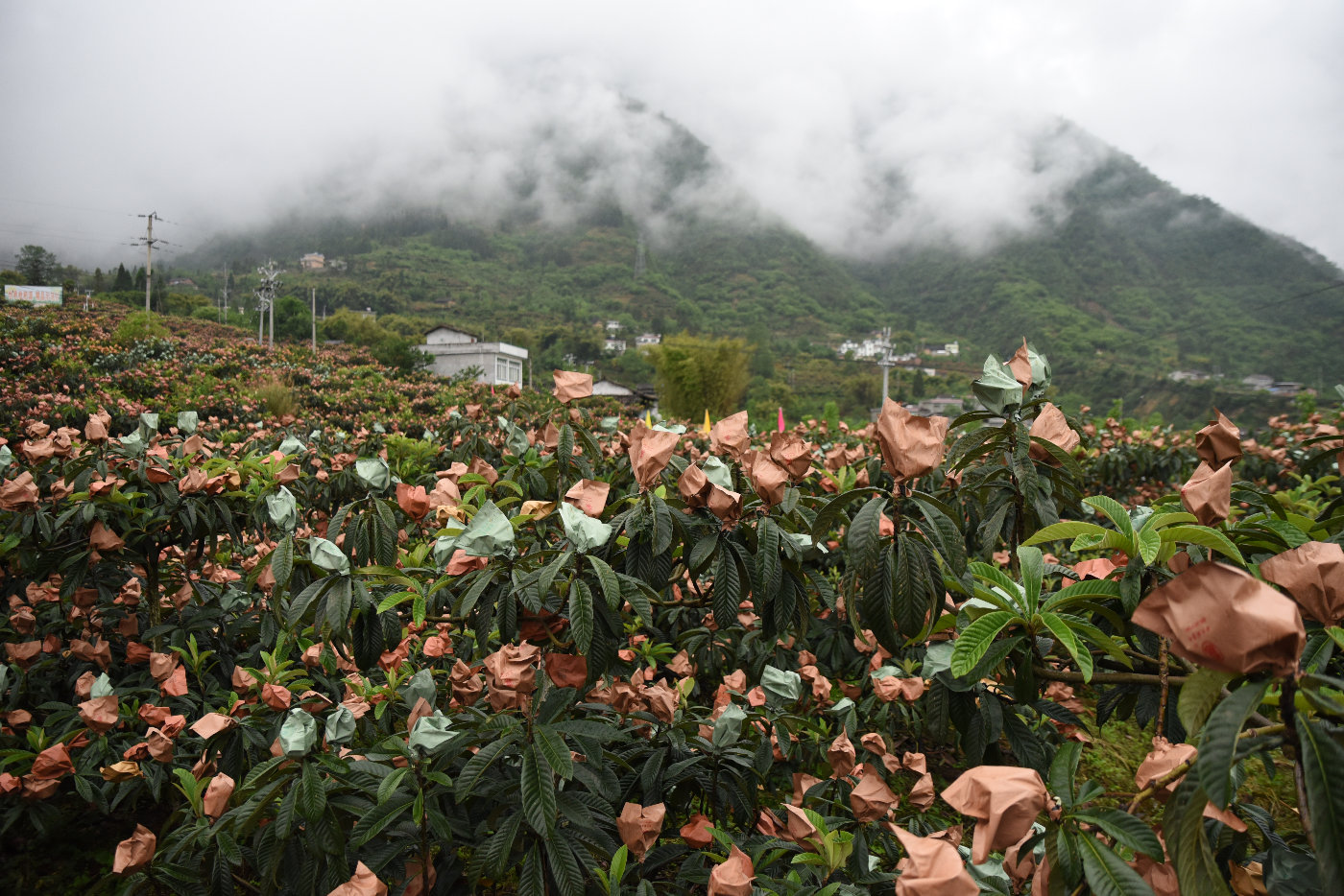 67有着"世界枇杷栽培种原产地","中国优质晚熟枇杷生产基地","全国