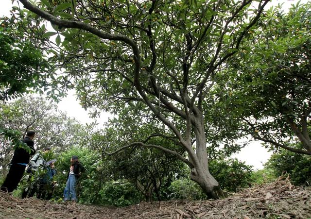 塘栖枇杷有1400年历史你知道最老的枇杷树今年几岁吗