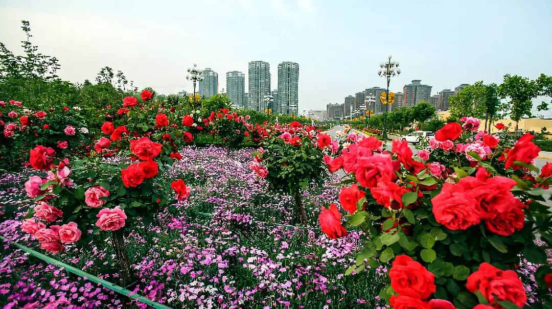 戲精們首屆韓城醉美月季花海抖音大賽開拍啦趕快開始你的表演