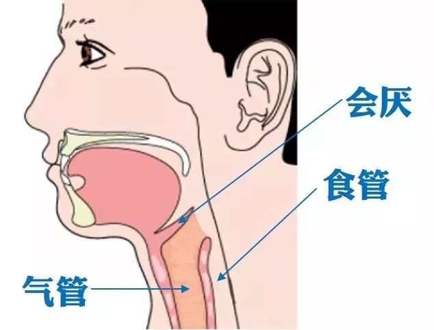 喉咙气管图片结构图图片