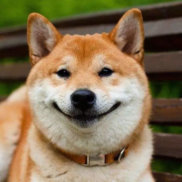笑脸狗狗图片 表情包图片
