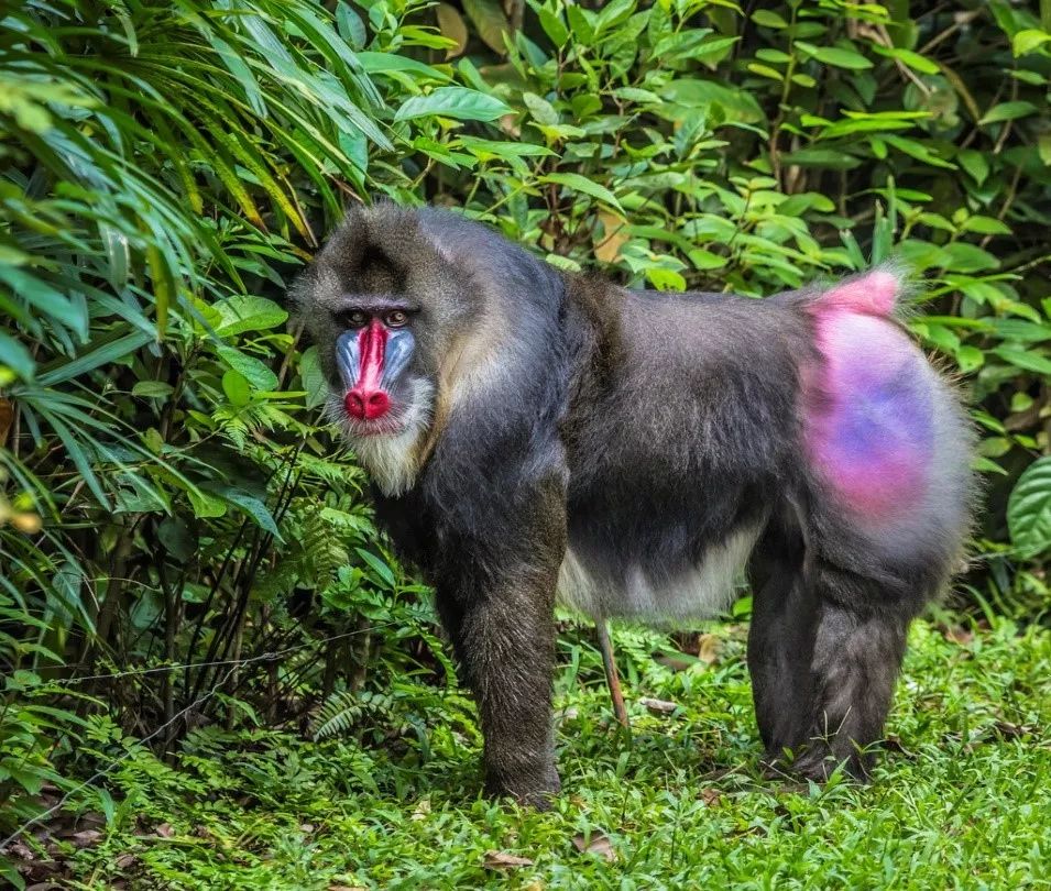 然后,我们又延伸到了动物界里颜色的意义,比如山魈种群很大,同伴之间