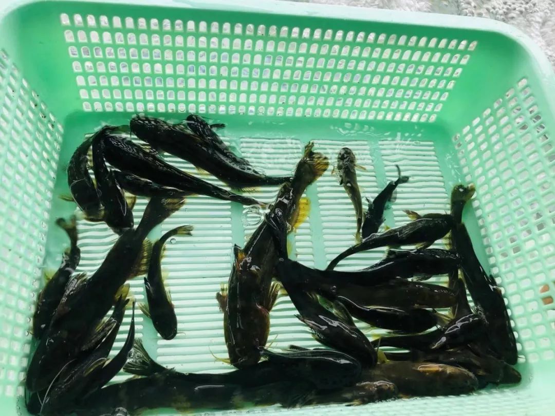 野生水蜂子野生河鲤鱼三,良心制作无添加.有了这三大原则保证,很安心.