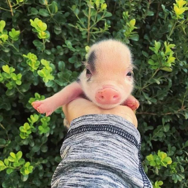 超可爱小小猪表情包