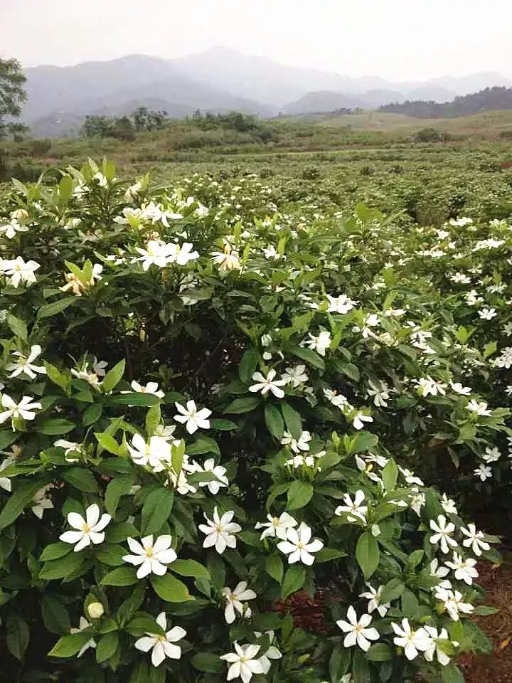 香味飘自麻北村日成辉种植专业合作社,那烂漫的栀子花海点缀在山林