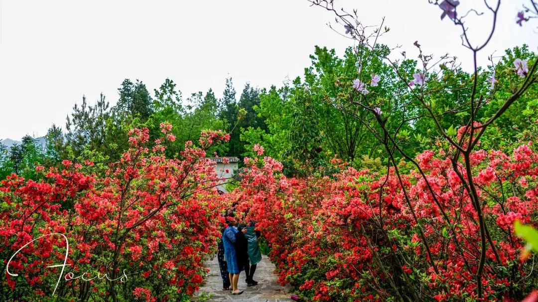 利川苏马荡杜鹃花图片