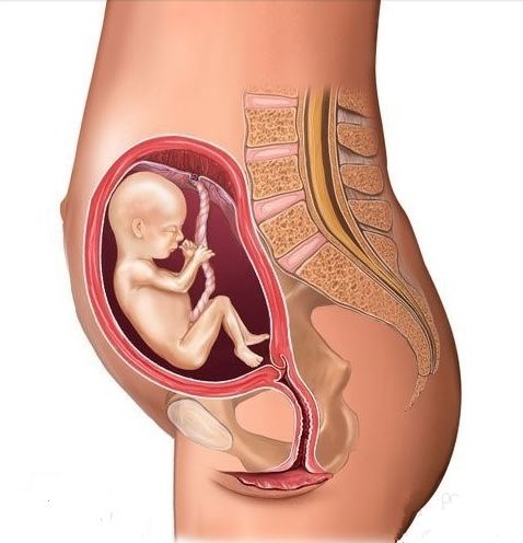 胎儿发育五个月(16～19周)准妈妈身体的变化:此期母亲的腹部微微突起