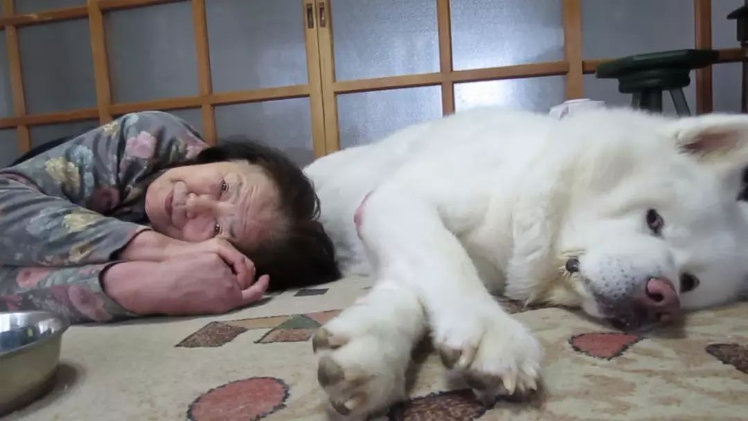 老狗离世前拼命爬到三楼,只为看奶奶遗像最后一眼:我来陪你了