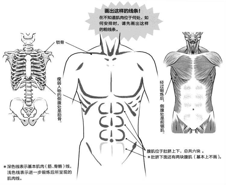 不会画人体躯干的看过来这里有超基础的人体躯干画法