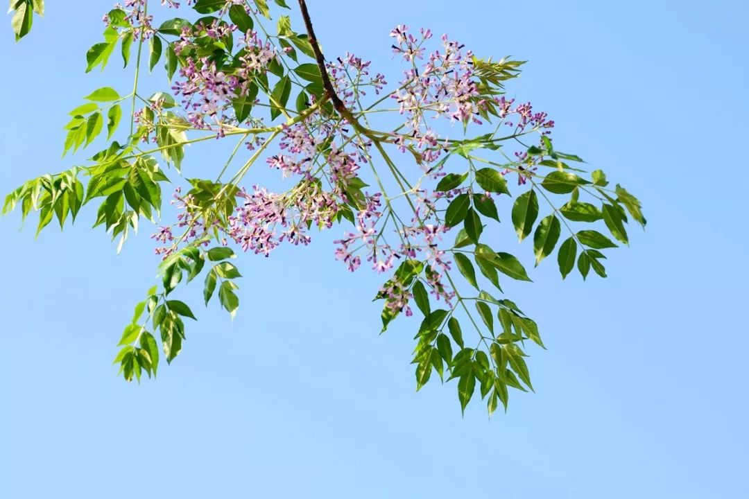 楝花开后风光好梅子黄时雨意浓