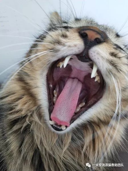 狸花噬元兽上线它是中国的纯种猫它的名字是dragonli三花猫征集中