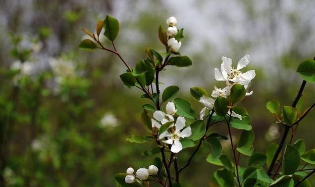 龙柏芽树图片