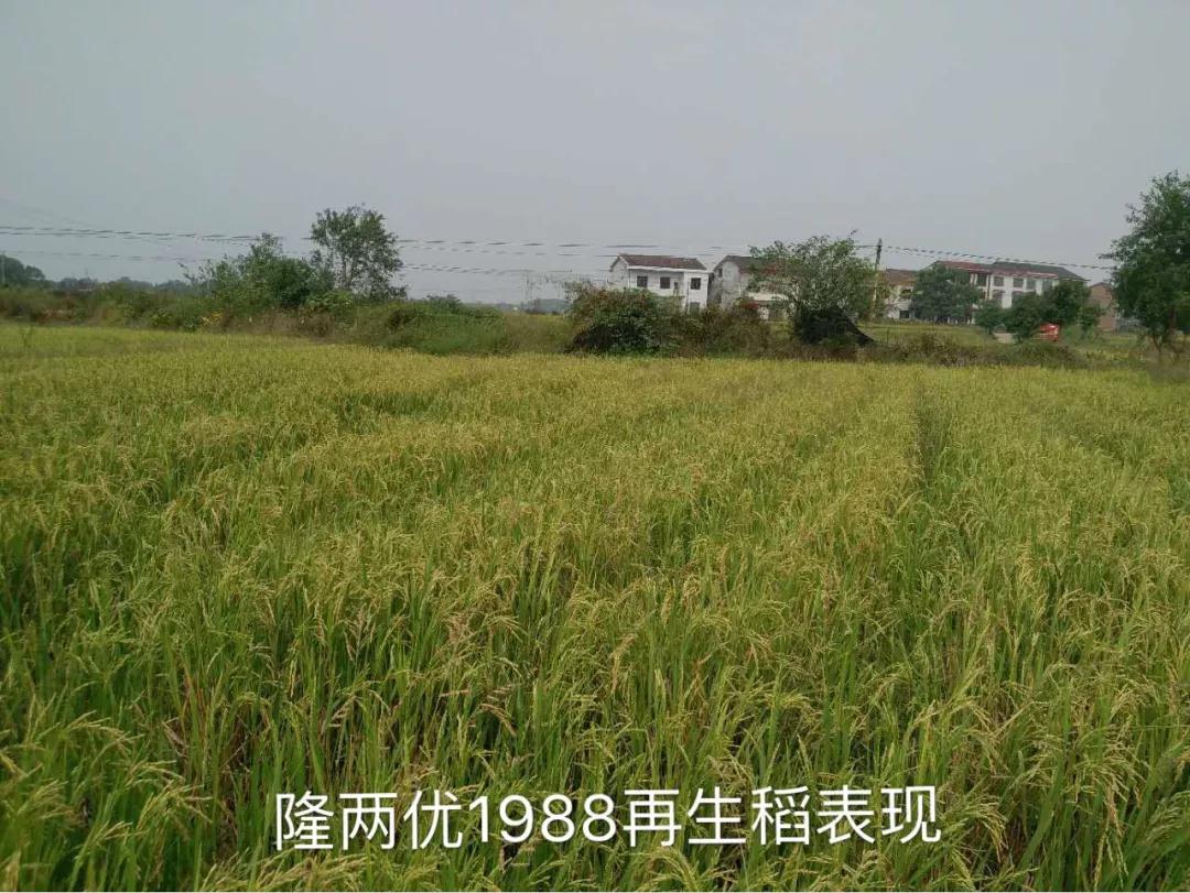超级稻隆两优1988不仅高产再生能力也强附再生稻栽培技术要点