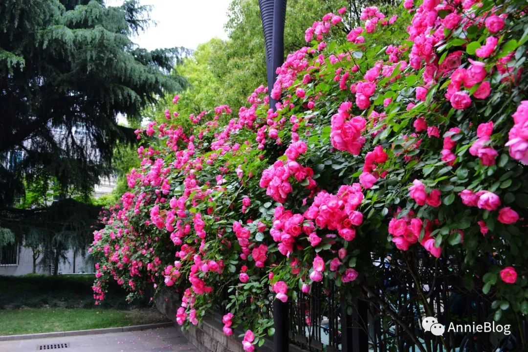 文艺的蔷薇花墙20190508