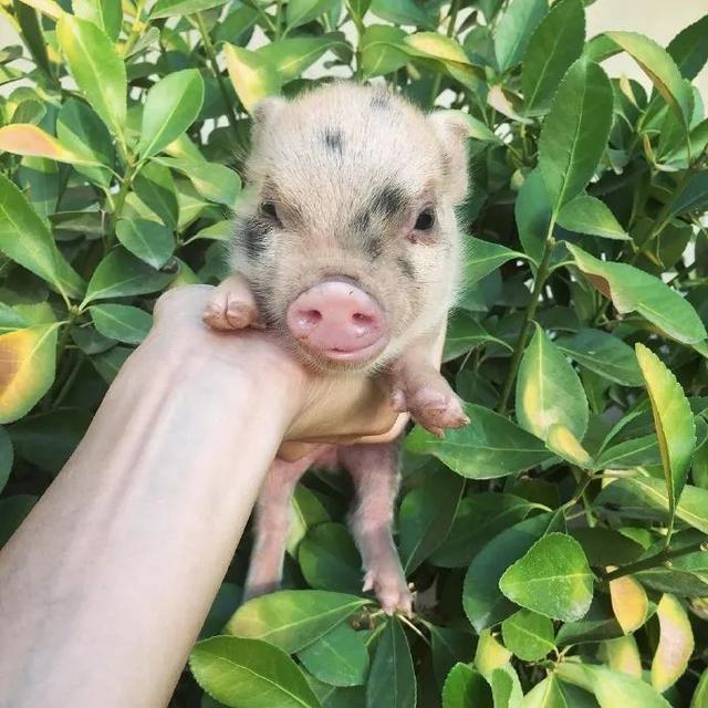 超可爱小小猪表情包