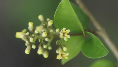 豆腐柴01止咳棒棒糖,龜苓膏,美顏木樨,桑葚糕,山楂酥,抹茶綠豆糕,美容