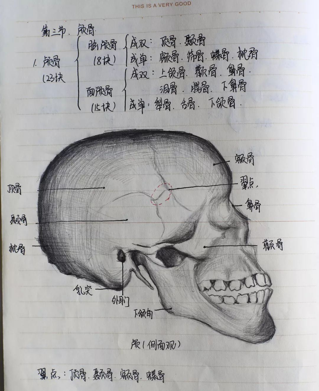 画功了得脑洞大开这些医学生不简单