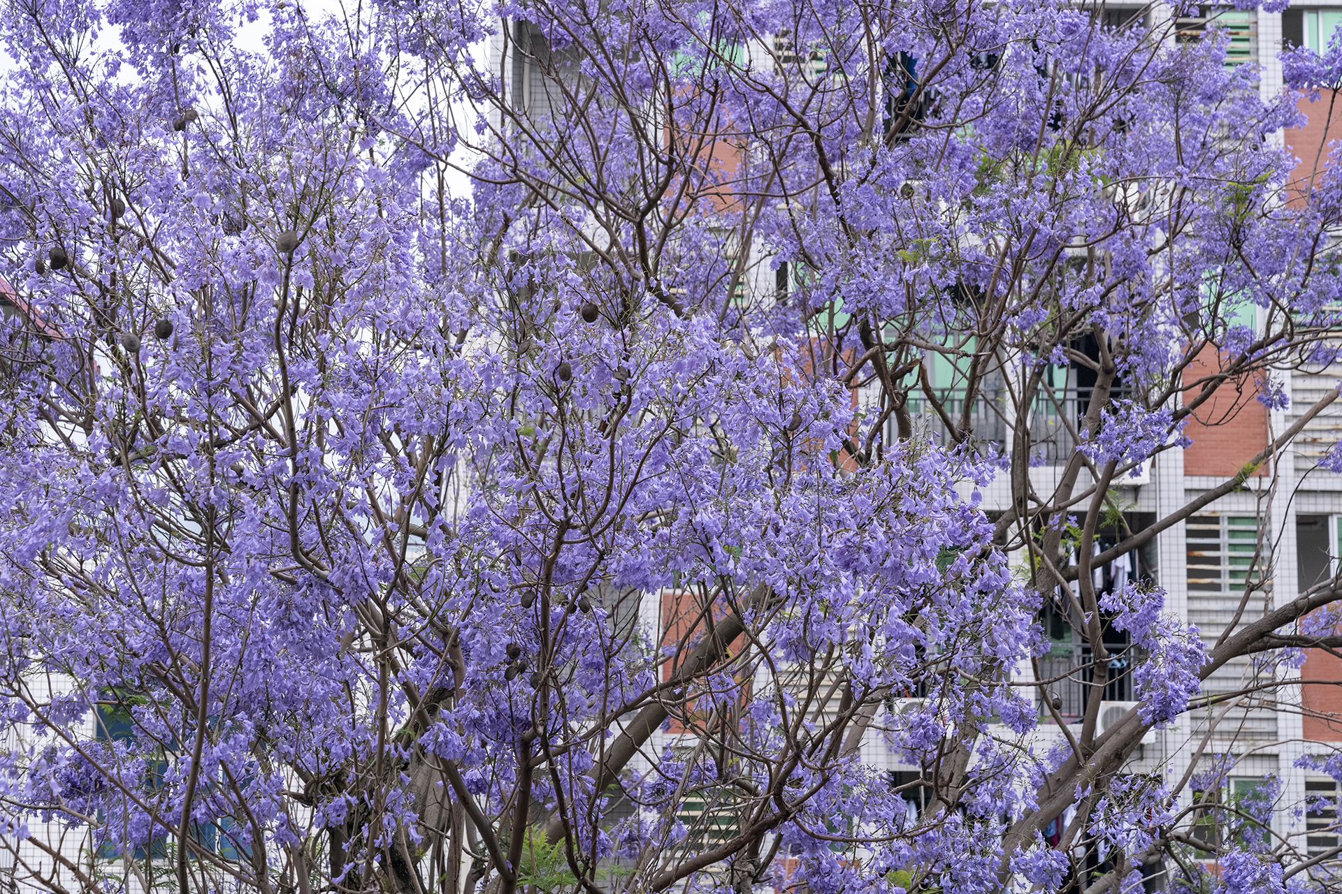 蓝花楹的花语和寓意(蓝花楹为什么禁止种植)