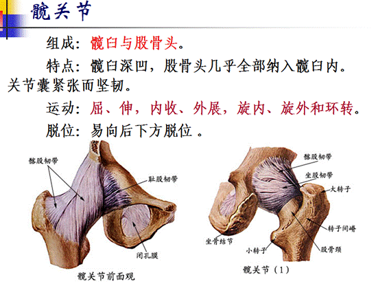 分界及男女骨盆比較 骶骨尾骨兩髖骨,構成骨盆起保護 界線以下小骨盆