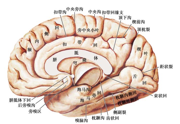 大脑半球叶间沟图片