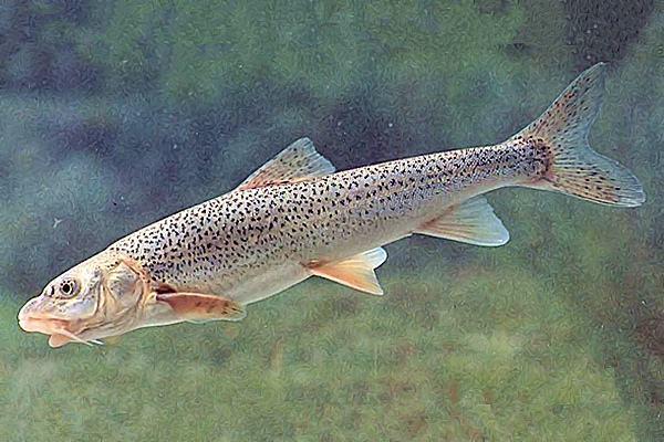 鸭绿江唇鱼骨人工繁育及养殖技术